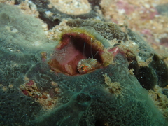 Blenniidae