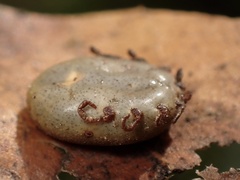 Dermacentor occidentalis