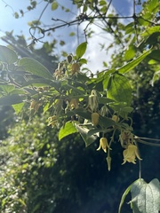 Clematis leschenaultiana