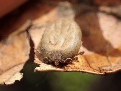 Dermacentor occidentalis