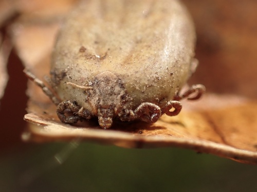 Pacific Coast Tick