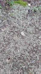 Riccia trichocarpa