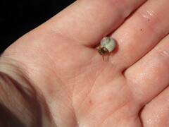 Pagurus granosimanus