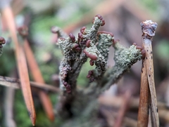 Cladonia parasitica