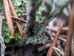 Cladonia parasitica