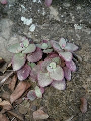 Crassula cordata
