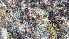 Riccia trichocarpa