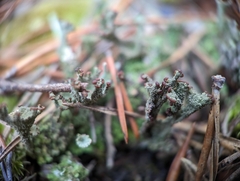 Cladonia parasitica