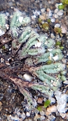 Riccia trichocarpa