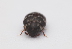 Anthrenocerus australis