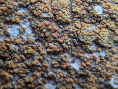 Xanthocarpia feracissima