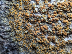 Xanthocarpia feracissima