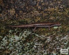 Concinnia tenuis