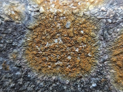 Xanthocarpia feracissima