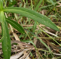 Agriocnemis lacteola
