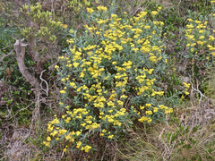 Senecio linearifolius