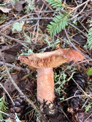 Lactarius xanthogalactus