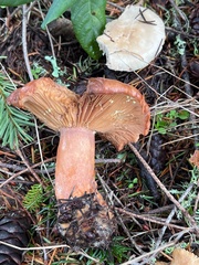 Lactarius xanthogalactus