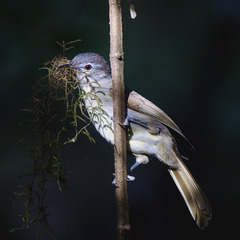 Phyllastrephus flavostriatus