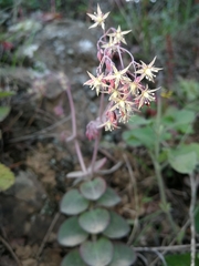 Crassula cordata
