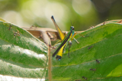 Eumastacidae