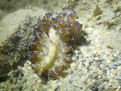 Polycladida