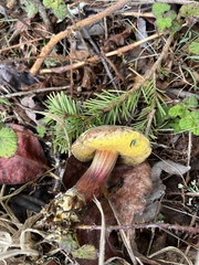 Xerocomellus mendocinensis