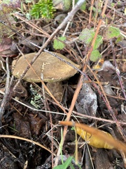 Xerocomellus mendocinensis