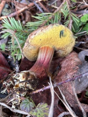 Xerocomellus mendocinensis
