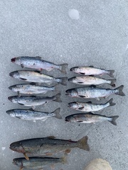 Oncorhynchus tshawytscha