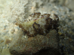 Polycladida