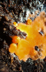 Dictydiaethalium plumbeum