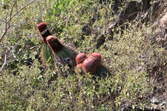 Melocactus intortus