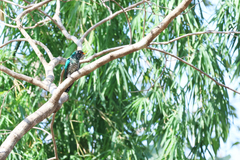 Chrysococcyx maculatus