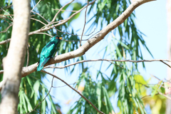 Chrysococcyx maculatus