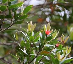 Metrosideros umbellata