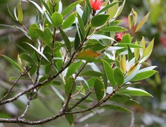 Metrosideros umbellata