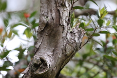 Metrosideros umbellata