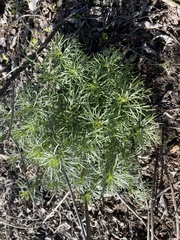 Artemisia palmeri