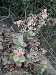Crassula cordata