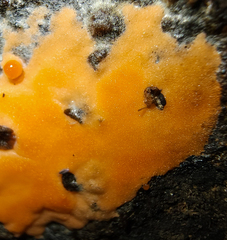 Dictydiaethalium plumbeum