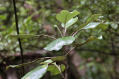 Brachyglottis rotundifolia