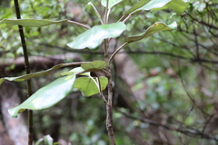 Brachyglottis rotundifolia