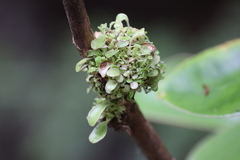 Brachyglottis rotundifolia