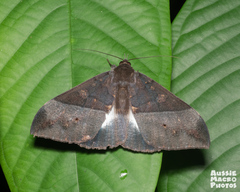 Ischyja