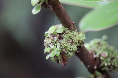 Brachyglottis rotundifolia
