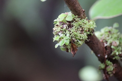 Brachyglottis rotundifolia