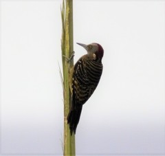 Melanerpes striatus