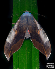 Phyllodes imperialis