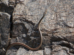 Psammophis subtaeniatus
